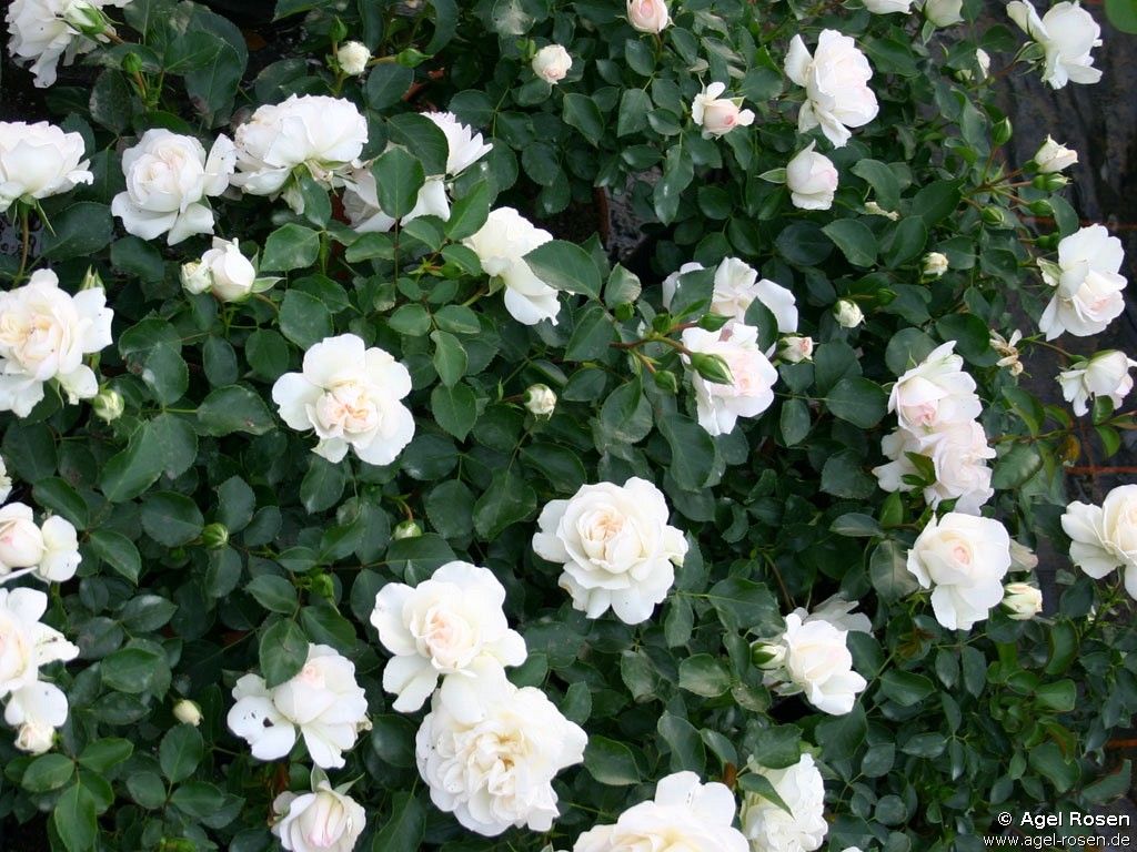 Mini White Bunch Rose Plant
