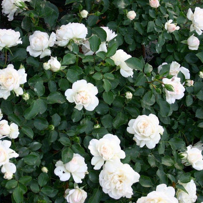 Mini White Bunch Rose Plant