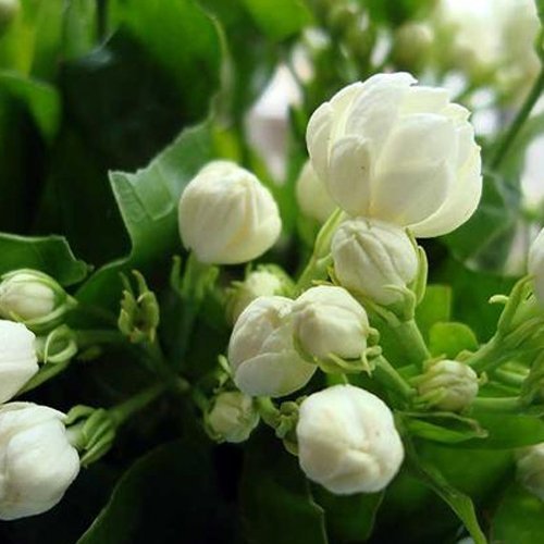 Mogra Double Aromatic Flower Plant-Greenparadiselive