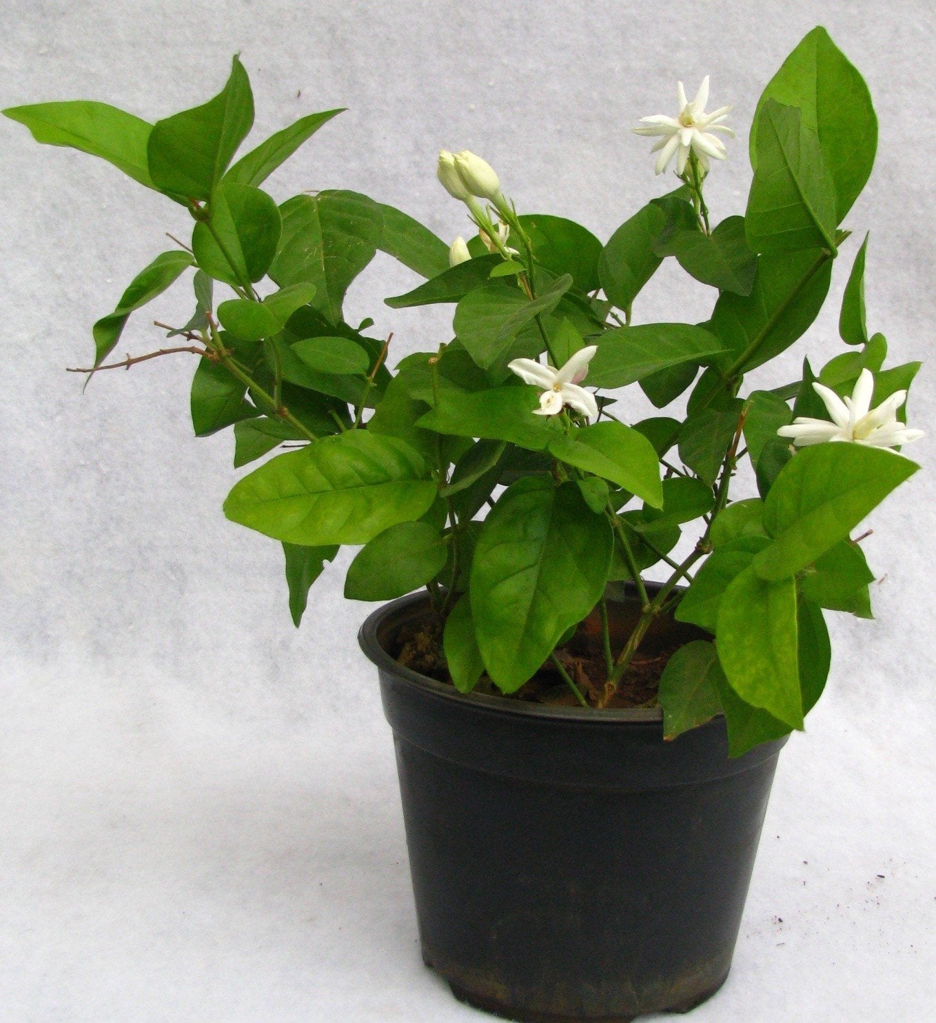Mogra Double Aromatic Flower Plant-Greenparadiselive
