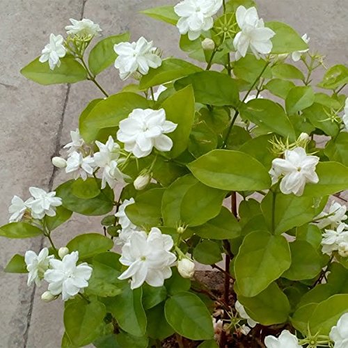 Ratrani Mogra Madhukamini Combo Pack of 3 Full Year Flowering Fragrant Plants
