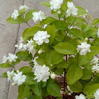 Combo pack 3 Full Year Flowering Plants red desi rose mogra and red hibiscuss plants