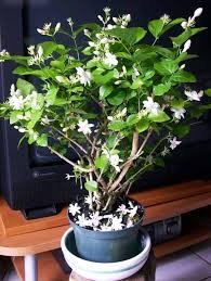 Mogra Double Aromatic Flower Plant-Greenparadiselive