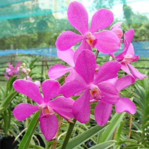 Mokara Orchid Live Plant without Pot