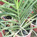 Mokara Orchid Live Plant without Pot