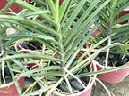 Mokara Orchid Live Plant (set of 3) without Pot