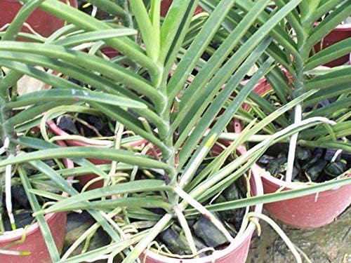 Mokara Orchid Live Plant (set of 3) without Pot