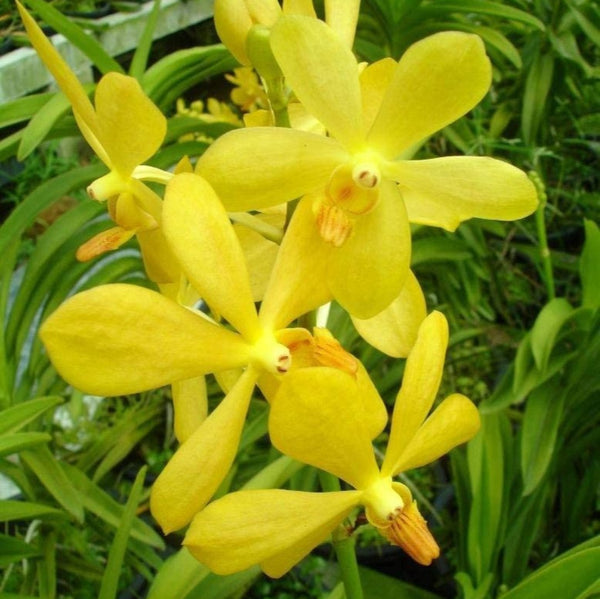 Mokara Orchid Live Plant without Pot