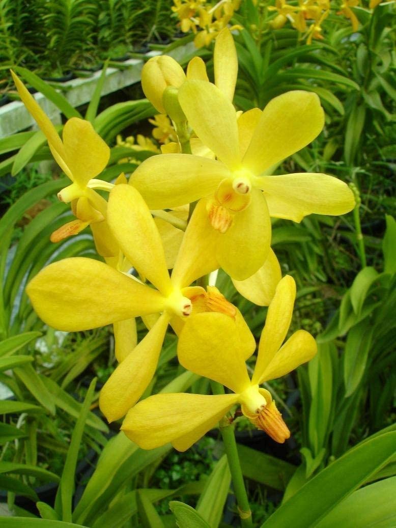 Mokara Orchid Live Plant (set of 3) without Pot