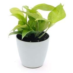 Money Plant Live Plant with Pot