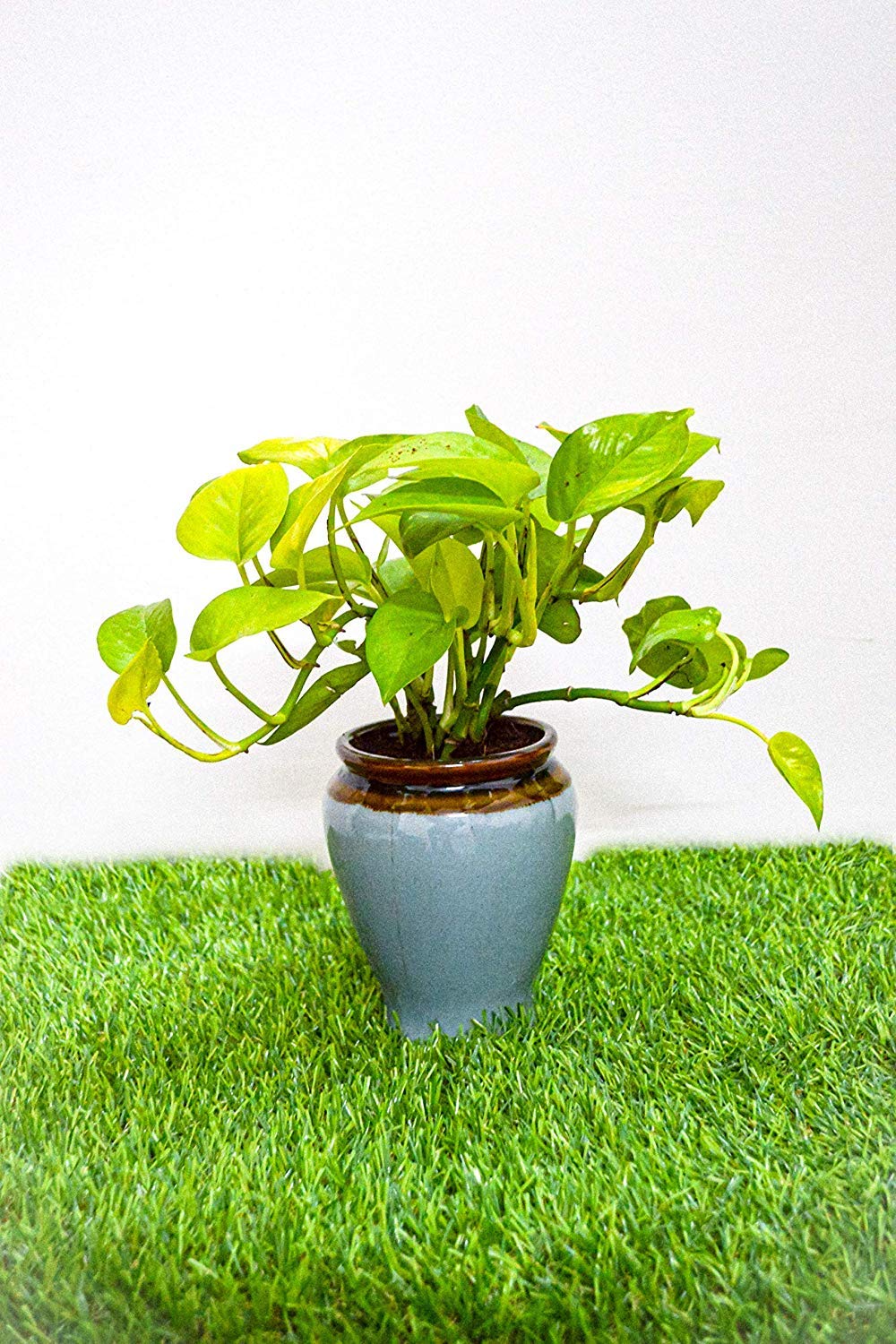 Money Plant Live Plant with Pot