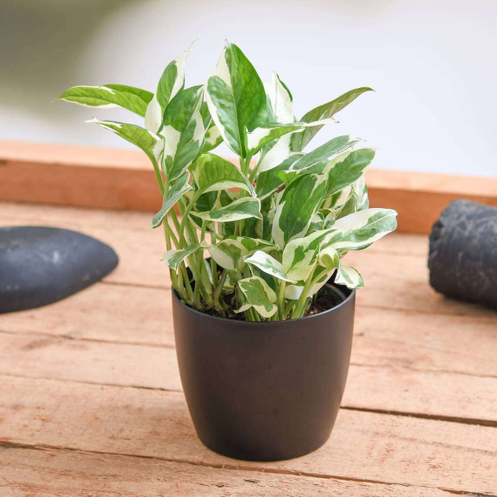Money Plant Marble Live Plant
