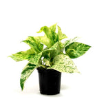 Money Plant Marble Live Plant