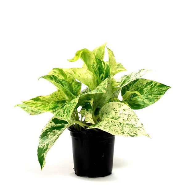 Money Plant Marble Live Plant