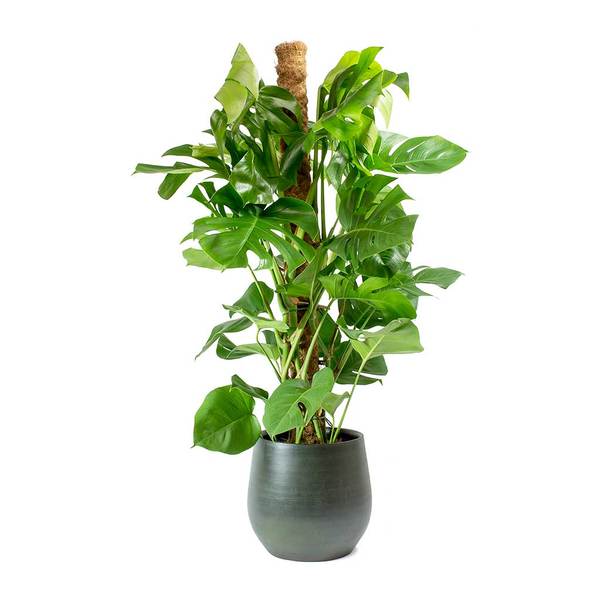 Moss Stick for Indoor, House and Plant Creepers Support (Brown, 3 Ft) 2 Pieces