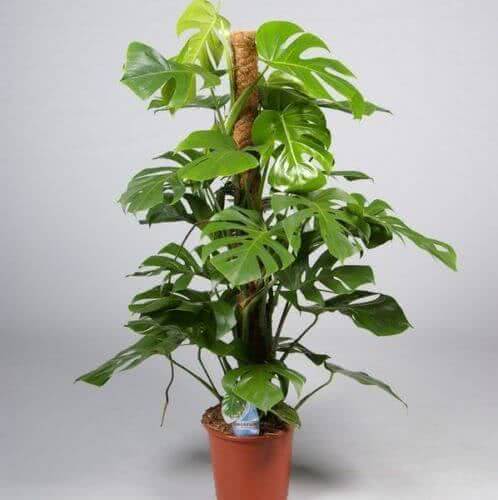 Moss and Coir Stick Plant Support (120 cm/4ft, Brown)-2 Pieces