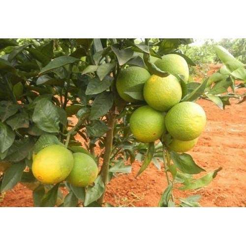 Mosambi Sweet Lemon Plant Live Healthy and Grafted Plant Suitable For Land,pots Or Bonsai