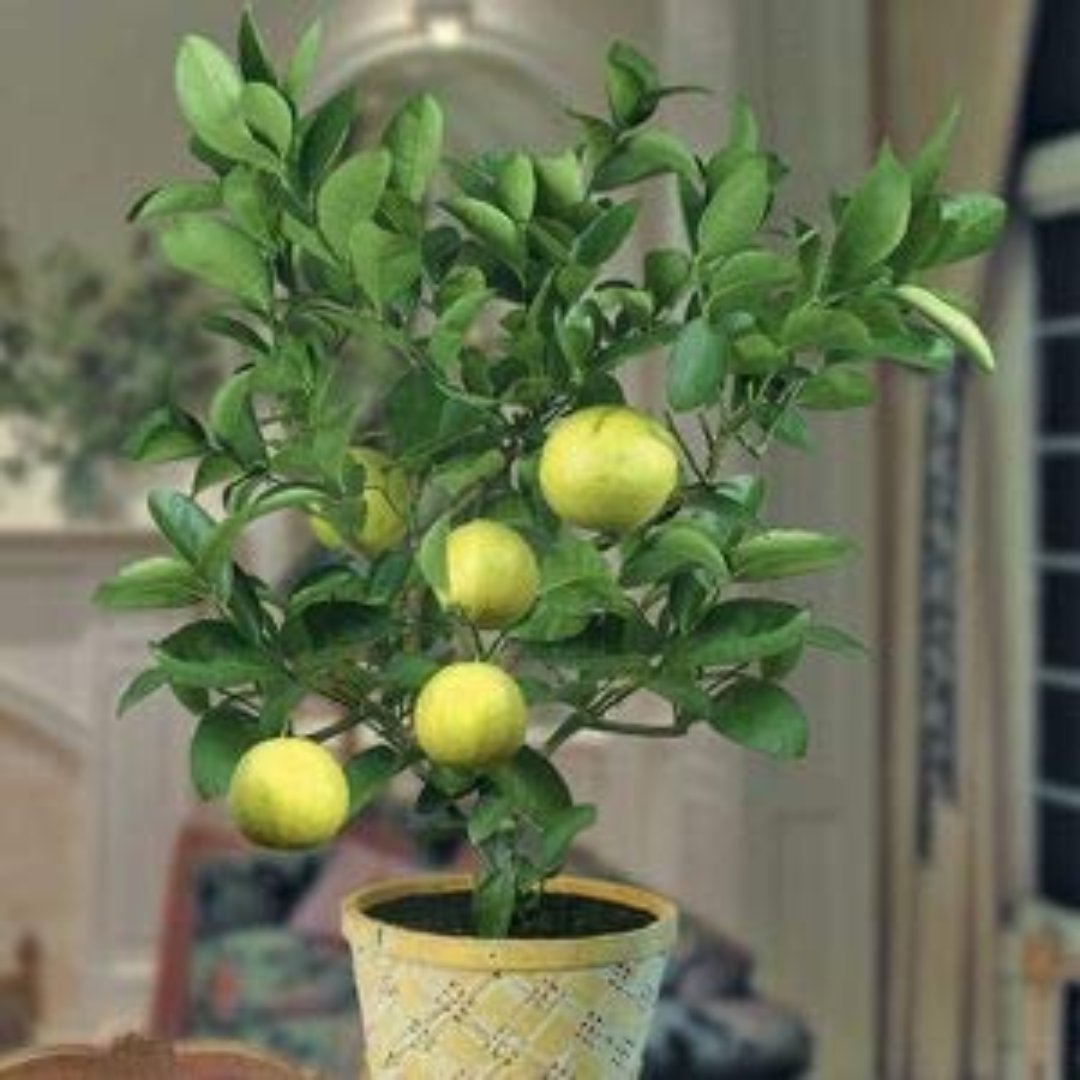 Mosambi Sweet Lemon Plant Live Healthy and Grafted Plant Suitable For Land,pots Or Bonsai