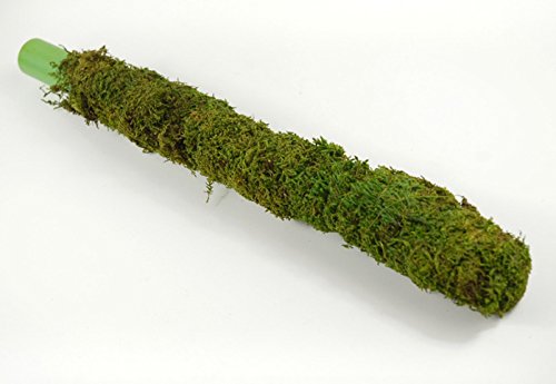 Moss Stick for Climbing House Plants - 2ft