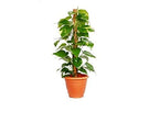 Moss Stick for Climbing House Plants - 2ft