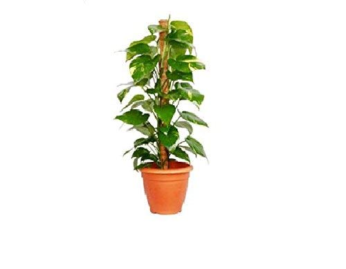 Moss Stick for Climbing House Plants - 2ft