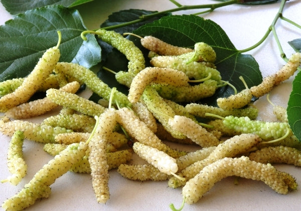 White Mulberry Live Plant Suitable For Bonsai