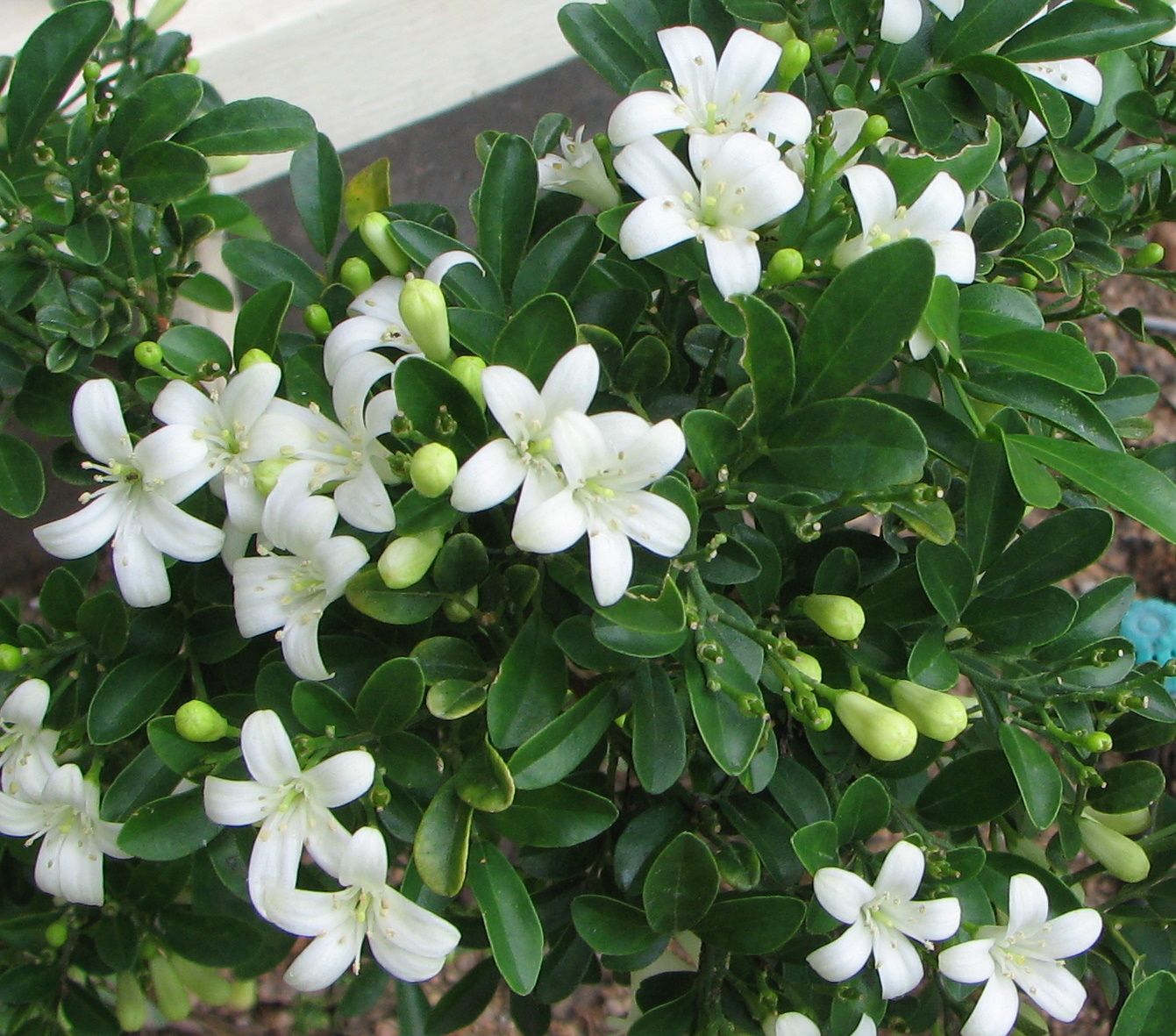 Bonsai Mini Murraya Bonsai Flowering dwarf  madhukamini bonsai with pot