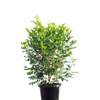 Mini Murraya Paniculata Madhukamini Amazing Jasmine Fragrant Full Year Flowering Plant