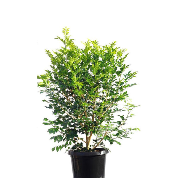 Mini Murraya Paniculata Madhukamini Amazing Jasmine Fragrant Full Year Flowering Plant