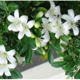 Ratrani Mogra Madhukamini Combo Pack of 3 Full Year Flowering Fragrant Plants
