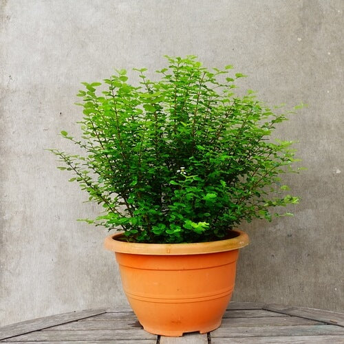 malpighia coccigera sapling plant for bonsai