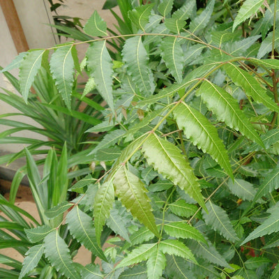 Neem Tree Live Plant