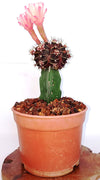LIve Moon cactus pack of 3 Plants