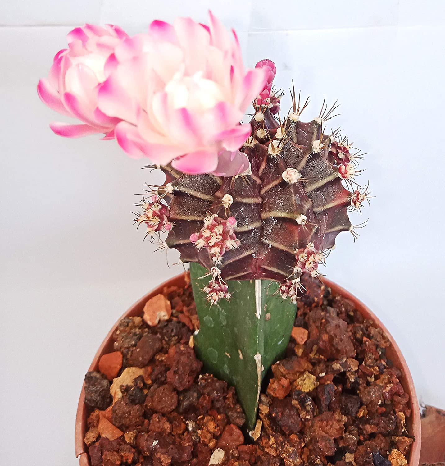 New Flowering Moon cactus Live Plant With Pot