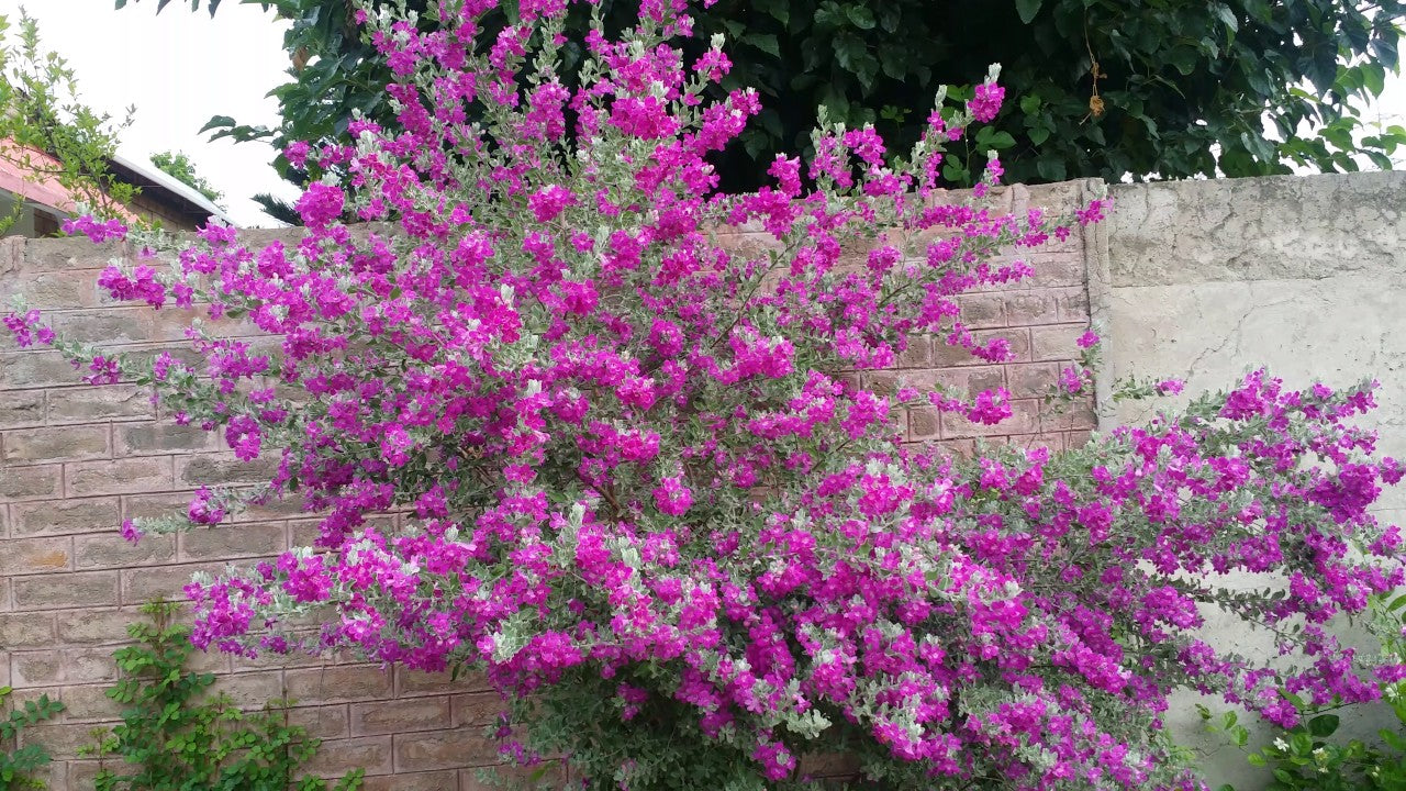 Nikotia Leucophyllum Texas Sage Live Plant