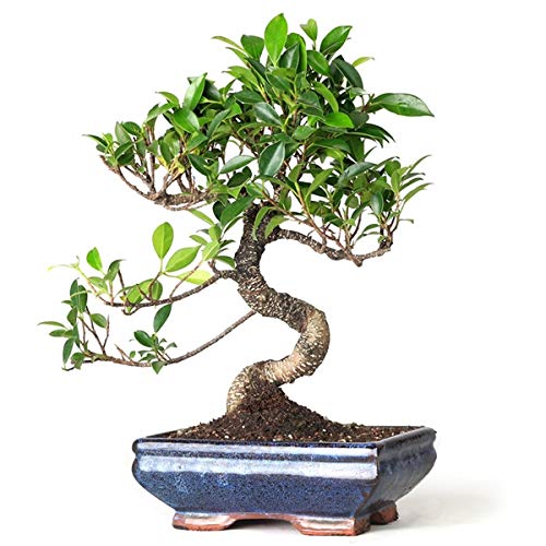 Ficus Microcarpa TigerBark Beautiful Live 2-3 years old bonsai tree With Plastic Bonsai Pot