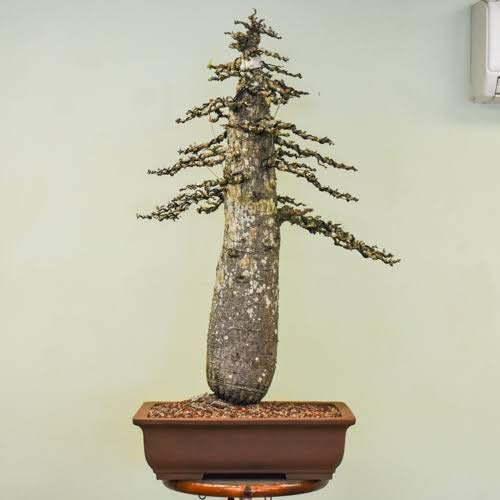 Operculicarya decaryi Elephant Tree Bonsai Suitable Small Sapling Tree Live Plant with Pot