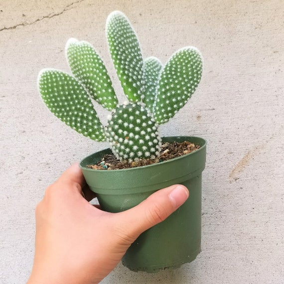 Green Paradise® Opuntia Microdasys albata Live Cactus Plant