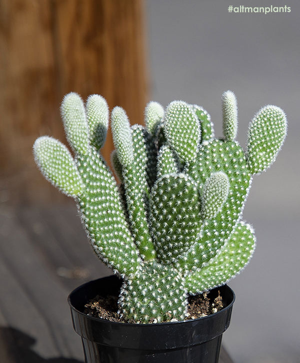 Green Paradise® Opuntia Microdasys albata Live Cactus Plant