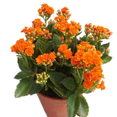 Orange Kalanchoe Plant with pot