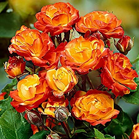 Exclusive Live Orange climbing rose Plant