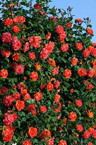 Exclusive Live Orange climbing rose Plant