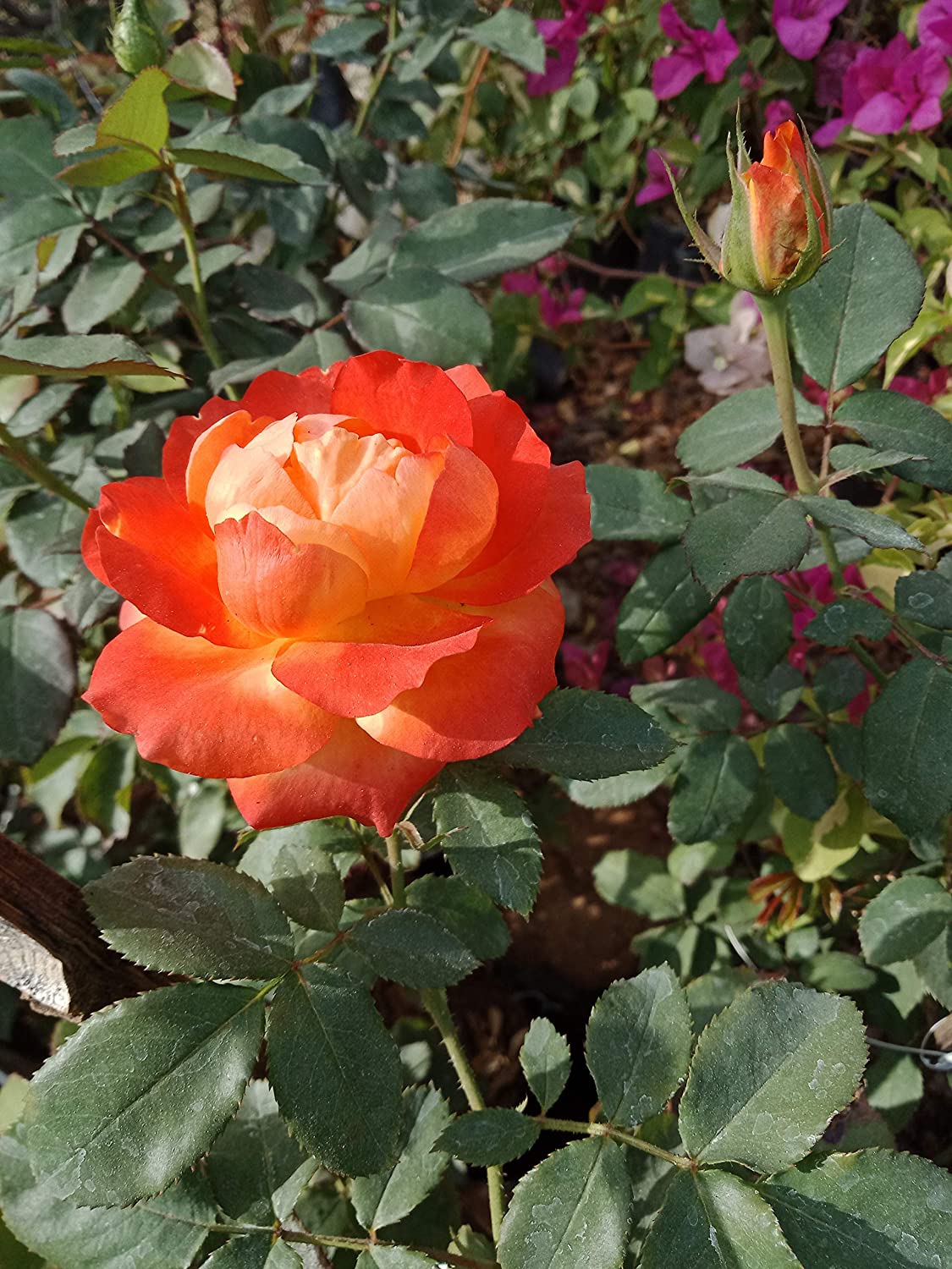 Exclusive Live Orange climbing rose Plant