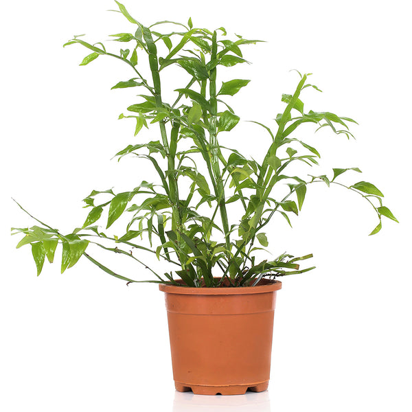 Green Paradise® Exotic Amazon Fern Plant