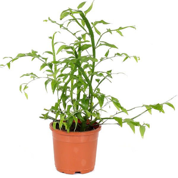Green Paradise® Exotic Amazon Fern Plant