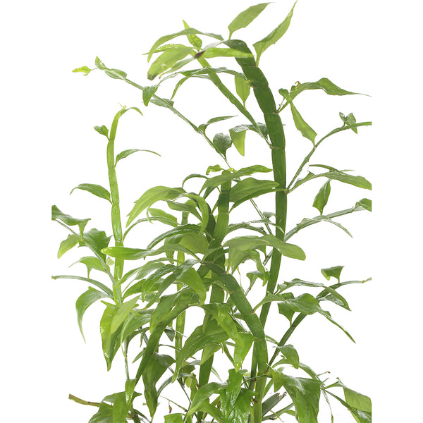 Green Paradise® Exotic Amazon Fern Plant