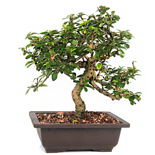 Carmona Live Bonsai (artist made) exclusive Old Tree With Bonsai Pot