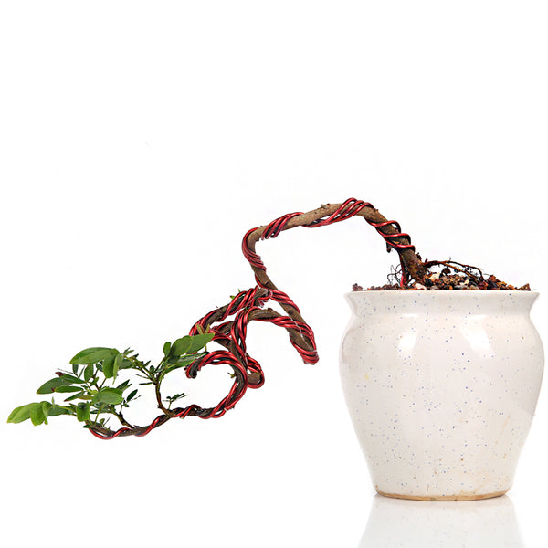 Bonsai Calliandra Surinamensis Powderpuff Tree 