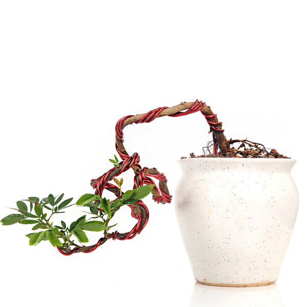 Bonsai Calliandra Surinamensis Powderpuff Tree 