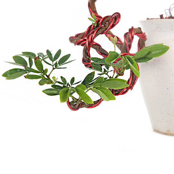 Bonsai Calliandra Surinamensis Powderpuff Tree 